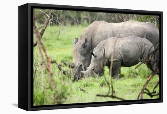 Southern white rhinos, mother and calf, at Ziwa Rhino Sanctuary, Uganda, Africa-Tom Broadhurst-Framed Premier Image Canvas
