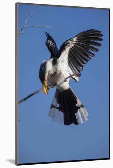 Southern Yellow-Billed Hornbill (Tockus Leucomelas) Displays While Calling in Winter-Neil Aldridge-Mounted Photographic Print