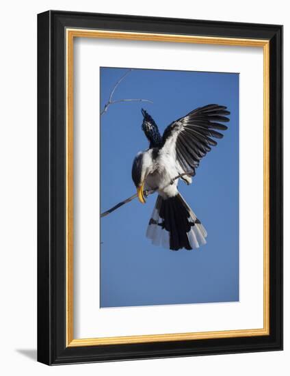 Southern Yellow-Billed Hornbill (Tockus Leucomelas) Displays While Calling in Winter-Neil Aldridge-Framed Photographic Print