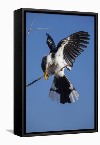 Southern Yellow-Billed Hornbill (Tockus Leucomelas) Displays While Calling in Winter-Neil Aldridge-Framed Premier Image Canvas