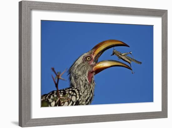 Southern Yellow-Billed Hornbill (Tockus Leucomelas) Flipping a Grasshopper-James Hager-Framed Photographic Print