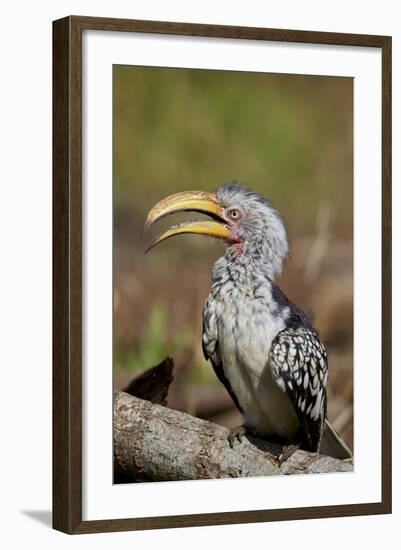 Southern Yellow-Billed Hornbill (Tockus Leucomelas), Kruger National Park, South Africa, Africa-James Hager-Framed Photographic Print