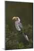 Southern Yellow-Billed Hornbill (Tockus Leucomelas), Kruger National Park, South Africa, Africa-James Hager-Mounted Photographic Print