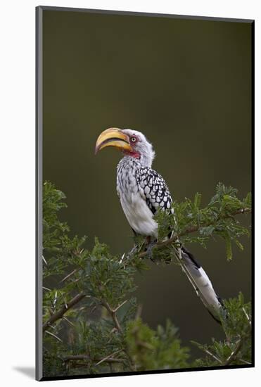 Southern Yellow-Billed Hornbill (Tockus Leucomelas), Kruger National Park, South Africa, Africa-James Hager-Mounted Photographic Print