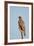 Southernpale Chanting Goshawk (Melierax Canorus)-James Hager-Framed Photographic Print