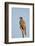 Southernpale Chanting Goshawk (Melierax Canorus)-James Hager-Framed Photographic Print