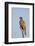 Southernpale Chanting Goshawk (Melierax Canorus)-James Hager-Framed Photographic Print