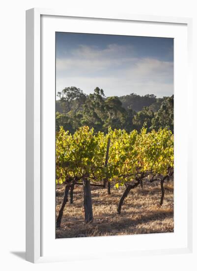 Southwest Australia, Margaret River Wine Region, Vineyard-Walter Bibikow-Framed Photographic Print