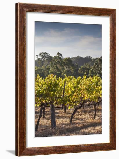 Southwest Australia, Margaret River Wine Region, Vineyard-Walter Bibikow-Framed Photographic Print