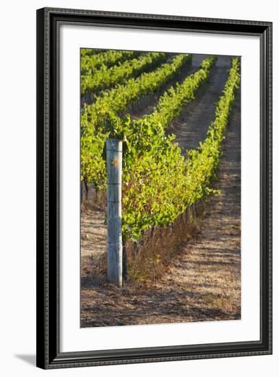 Southwest Australia, Margaret River Wine Region, Vineyard-Walter Bibikow-Framed Photographic Print