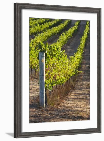 Southwest Australia, Margaret River Wine Region, Vineyard-Walter Bibikow-Framed Photographic Print