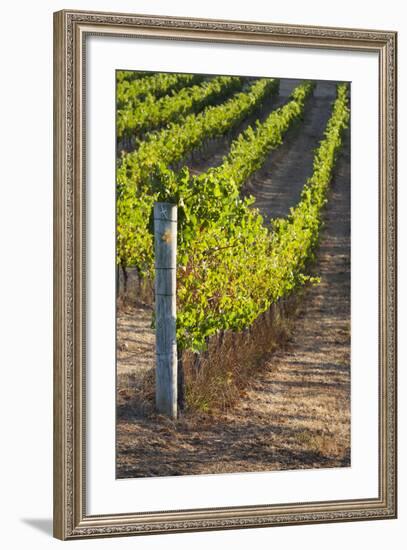 Southwest Australia, Margaret River Wine Region, Vineyard-Walter Bibikow-Framed Photographic Print