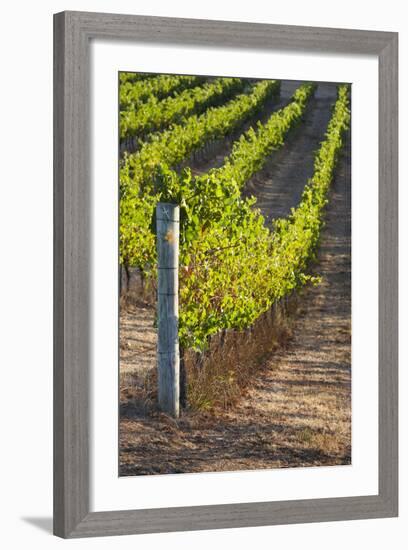 Southwest Australia, Margaret River Wine Region, Vineyard-Walter Bibikow-Framed Photographic Print