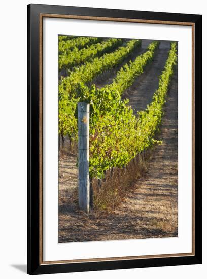 Southwest Australia, Margaret River Wine Region, Vineyard-Walter Bibikow-Framed Photographic Print