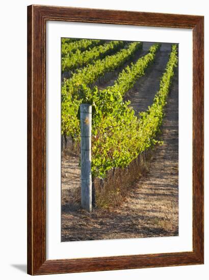 Southwest Australia, Margaret River Wine Region, Vineyard-Walter Bibikow-Framed Photographic Print