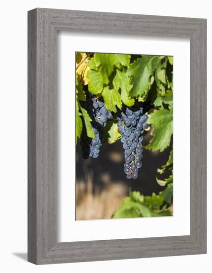 Southwest Australia, Margaret River Wine Region, Vineyard-Walter Bibikow-Framed Photographic Print