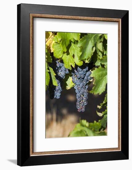 Southwest Australia, Margaret River Wine Region, Vineyard-Walter Bibikow-Framed Photographic Print