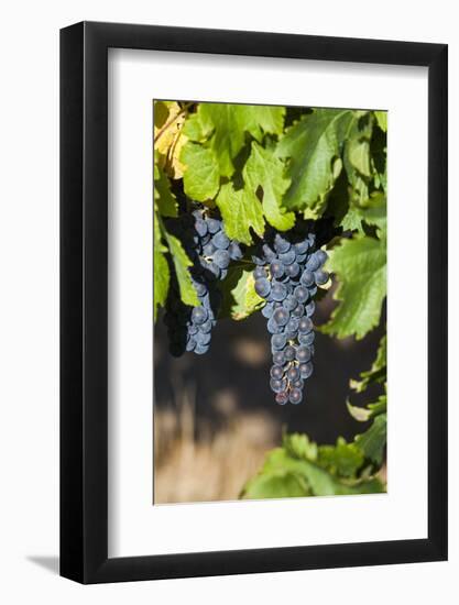 Southwest Australia, Margaret River Wine Region, Vineyard-Walter Bibikow-Framed Photographic Print