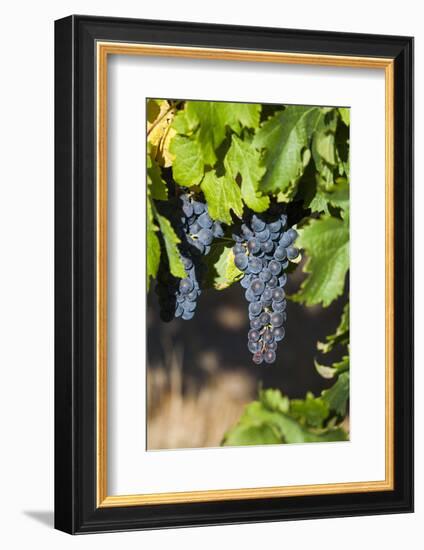 Southwest Australia, Margaret River Wine Region, Vineyard-Walter Bibikow-Framed Photographic Print