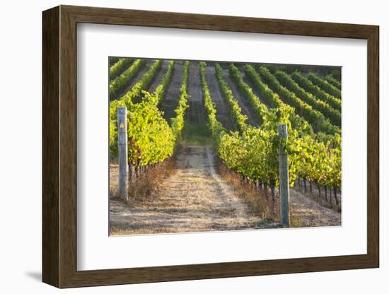 Southwest Australia, Margaret River Wine Region, Vineyard-Walter Bibikow-Framed Photographic Print