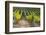 Southwest Australia, Margaret River Wine Region, Vineyard-Walter Bibikow-Framed Photographic Print