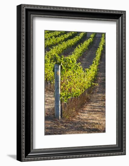 Southwest Australia, Margaret River Wine Region, Vineyard-Walter Bibikow-Framed Photographic Print