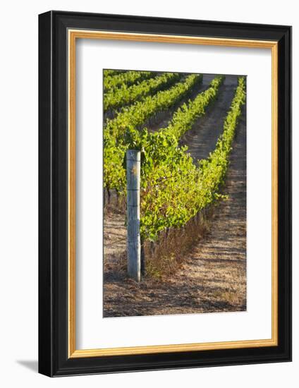 Southwest Australia, Margaret River Wine Region, Vineyard-Walter Bibikow-Framed Photographic Print