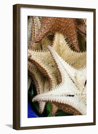 Souvenir Starfish and Seashells for Sale, Livingston, Guatemala-Cindy Miller Hopkins-Framed Photographic Print