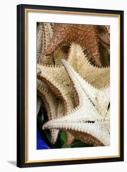 Souvenir Starfish and Seashells for Sale, Livingston, Guatemala-Cindy Miller Hopkins-Framed Photographic Print