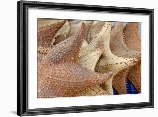 Souvenir Starfish and Seashells for Sale, Livingston, Guatemala-Cindy Miller Hopkins-Framed Photographic Print