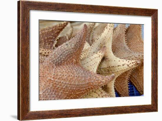 Souvenir Starfish and Seashells for Sale, Livingston, Guatemala-Cindy Miller Hopkins-Framed Photographic Print