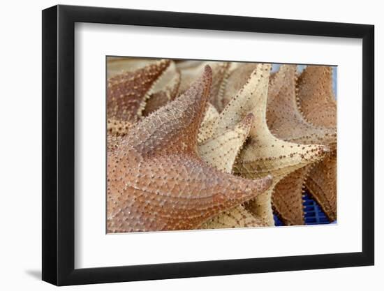 Souvenir Starfish and Seashells for Sale, Livingston, Guatemala-Cindy Miller Hopkins-Framed Photographic Print