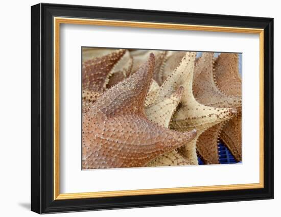 Souvenir Starfish and Seashells for Sale, Livingston, Guatemala-Cindy Miller Hopkins-Framed Photographic Print