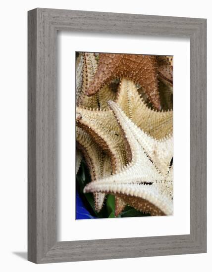 Souvenir Starfish and Seashells for Sale, Livingston, Guatemala-Cindy Miller Hopkins-Framed Photographic Print