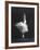 Soviet Ballerina Galina Ulanova Dancing in Title Roll of Ballet "Giselle" at the Bolshoi Theater-Howard Sochurek-Framed Premium Photographic Print