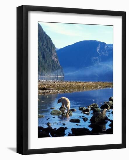 Sow and Stream in Rainforest of British Columbia-Steve Kazlowski-Framed Photographic Print
