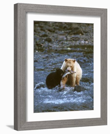 Sow with Cub Eating Fish, Rainforest of British Columbia-Steve Kazlowski-Framed Photographic Print