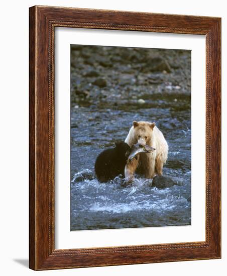Sow with Cub Eating Fish, Rainforest of British Columbia-Steve Kazlowski-Framed Photographic Print