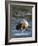 Sow with Cub Eating Fish, Rainforest of British Columbia-Steve Kazlowski-Framed Photographic Print