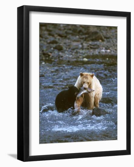 Sow with Cub Eating Fish, Rainforest of British Columbia-Steve Kazlowski-Framed Photographic Print