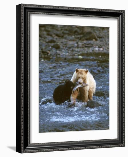 Sow with Cub Eating Fish, Rainforest of British Columbia-Steve Kazlowski-Framed Photographic Print