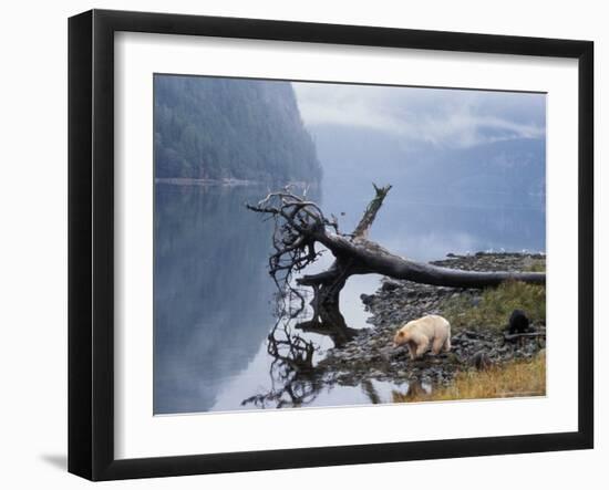 Sow with Cub, Rainforest of British Columbia-Steve Kazlowski-Framed Photographic Print