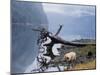 Sow with Cub, Rainforest of British Columbia-Steve Kazlowski-Mounted Photographic Print