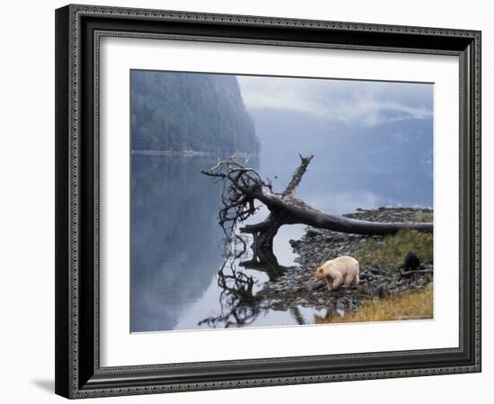 Sow with Cub, Rainforest of British Columbia-Steve Kazlowski-Framed Photographic Print