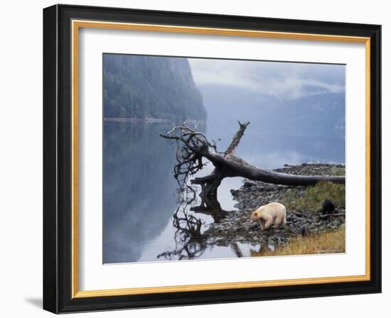 Sow with Cub, Rainforest of British Columbia-Steve Kazlowski-Framed Photographic Print