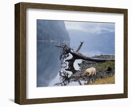 Sow with Cub, Rainforest of British Columbia-Steve Kazlowski-Framed Photographic Print