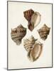 Sowerby Shells I-James Sowerby-Mounted Art Print