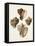 Sowerby Shells I-James Sowerby-Framed Stretched Canvas