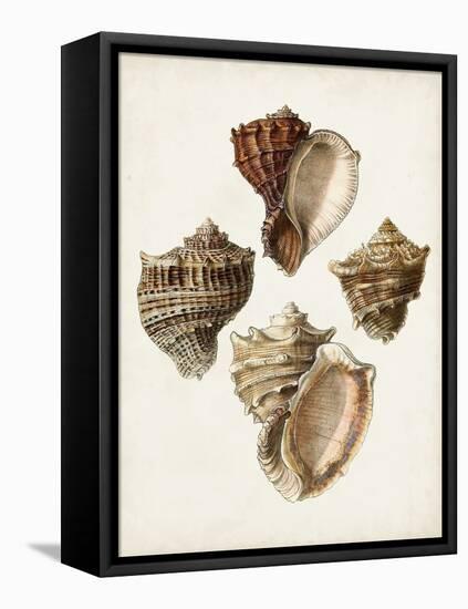 Sowerby Shells I-James Sowerby-Framed Stretched Canvas