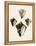 Sowerby Shells III-James Sowerby-Framed Stretched Canvas